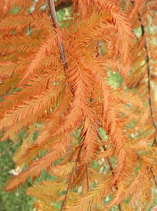 baldcypress_10_13_08_a